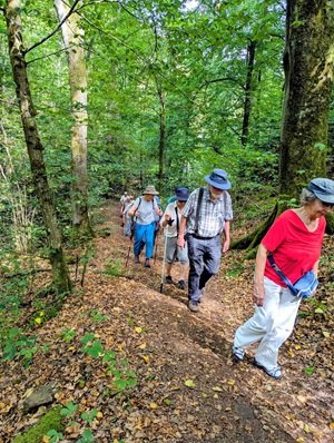 Kühle im Wald