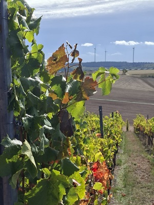 Uissigheim Weinberge