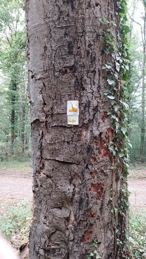 Eichhörnchen im Baumloch, 15 erstaunte Kinder